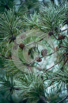 Pine branches with cones and frost