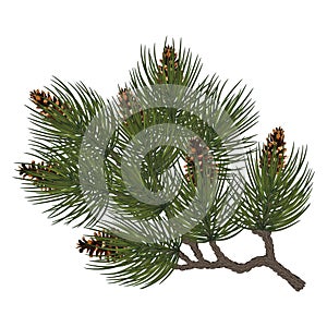 Pine branches with cones. Winter card . Winter holidays. Realistic vector illustration EPS10