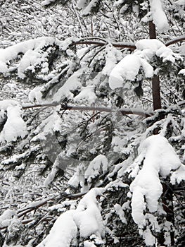 Pine branches covered with deep snow on the background of a blurry winter forest