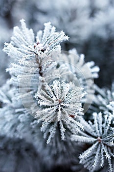 Pine branches covered with hoarfrost