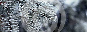 Pine branches covered with hoarfrost crystals