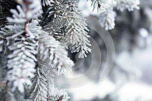 Pine branches covered with hoarfrost crystals