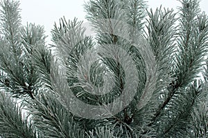 The pine branches covered with hoarfrost during the first frosts.