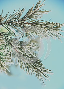 Pine branches covered with hoarfrost. Natural winter background