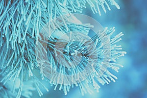 Pine branches covered with hoarfrost. Natural winter background