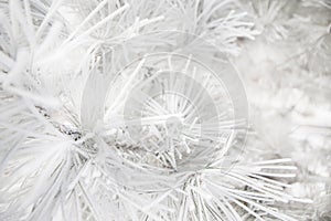 Pine branches covered rime frosty