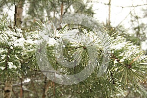 Pine branches covered with snow.