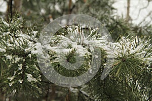 Pine branches covered with snow.