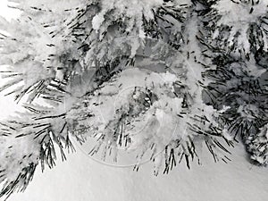 Pine branches covered with snow