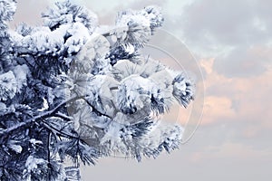 Pine branches covered with snow on the background of the sunset sky