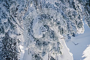 Pine branches are covered with snow. Blizzard in fabulous frosty winter forest. Coniferous needles in hoarfrost and ice