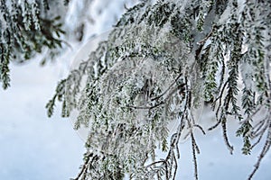 Pine branches are covered with snow. Blizzard in fabulous frosty winter forest. Coniferous needles in hoarfrost and ice