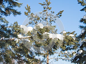 Pine branches covered with snowdrifts in the winter forest. A real winter and Christmas background