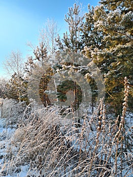 Pine branches dressed up in snow and ice decorations on a frosty winter day