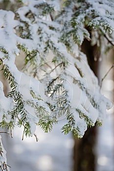 Pine Branches Droop Under The Weight of Snow