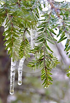 Pine Branches Encased in Ice