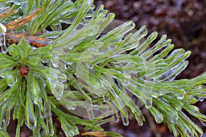 Pine Branches Encased in Ice