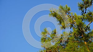 pine branches against the sky
