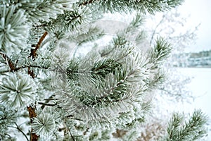 Pine branches in the frost the frost on the needles of the tree