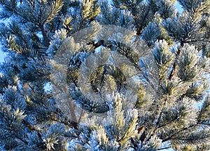 Pine branches in the frost in winter forest background