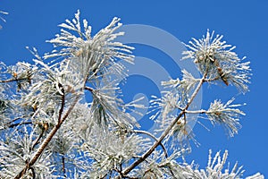 Pine branches with hoarfrost