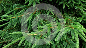 Green Pine Branches in the wood.