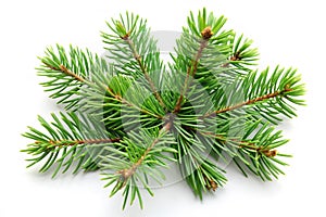 Pine branches isolated on white background