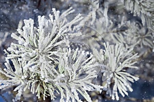 Pine branches with needles covered with hoarfrost on frosty day. Winter background. Falling snow