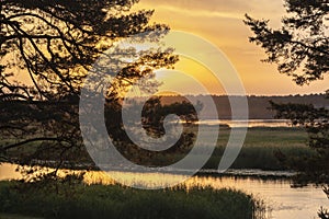 Pine branches with needles on the sides and beautiful sunset over the river