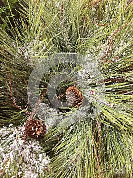 Pine branches with nut background