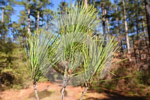 Pine branches, Piney Woods, east Texas