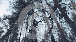 Pine branches and pins and needles close-up on the background of trees. Camera movement around the branch. The concept