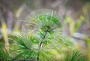 Pine branches.