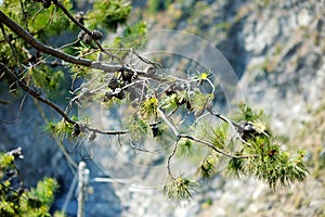 Pine branches with small cones in Manarola, one of the five centuries-old villages of Cinque Terre, Liguria, Italy