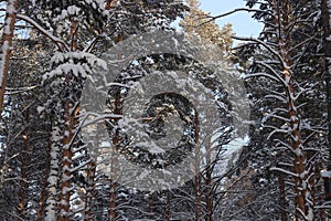 Pine branches in the snow in the forest in winter