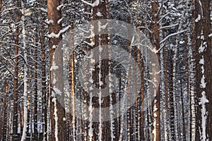 Pine branches in the snow in the forest in winter