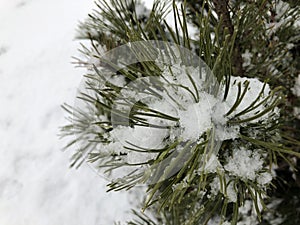 Pine branches in the snow. Long green needles of evergreen tree in winter. Wet snow
