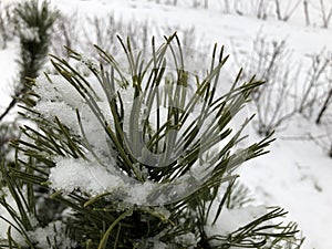 Pine branches in the snow. Long green needles of evergreen tree in winter. Wet snow
