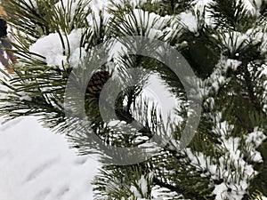 Pine branches in the snow. Long green needles of evergreen tree in winter. Wet snow
