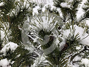 Pine branches in the snow. Long green needles of evergreen tree in winter. Wet snow