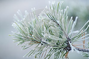 Pine branches in snow.Pine trees covered with frost