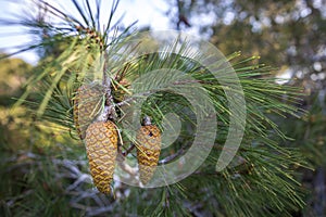 Pine branches with young cones against  blue sky