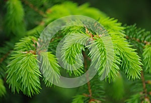 Pine branches with young runaways