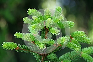 Pine branches with young runaways