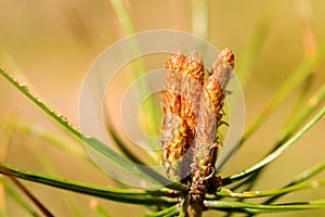 Pine buds