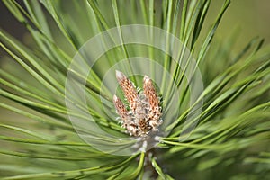 Pine buds. Pine branch with fresh buds in the spring