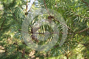 Pine buds and cones in the spring. Bloomed pine branches. Young pine cone.
