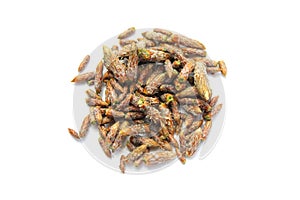 Pine buds isolated