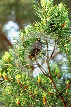 Pine buds in the spring.