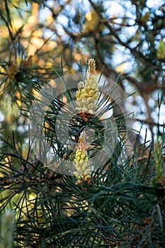 Pine buds in the spring. Young Blooming conifer branches